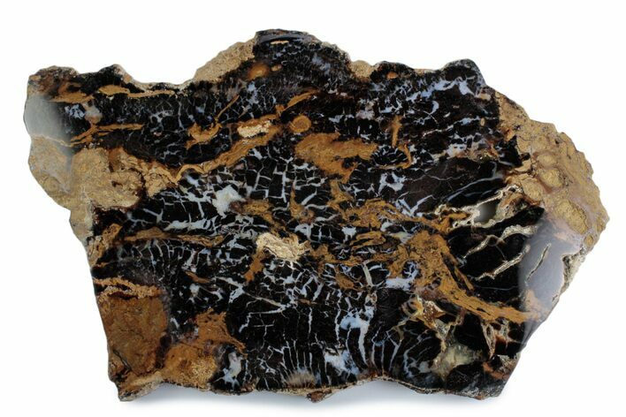 Polished Petrified Shrinkwood Slab - Parker, Colorado #378115